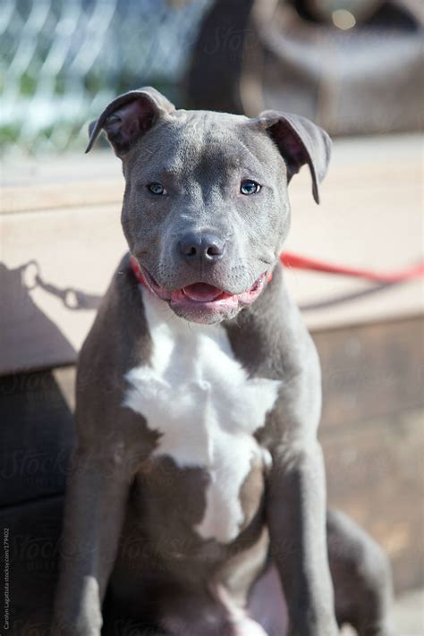 gray and white pitbull puppy|grey pit bulls for sale.